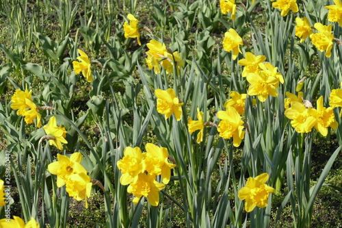 Gelbe Narzissen, Narzissenblüte (Narcissus Pseudonarcissus)