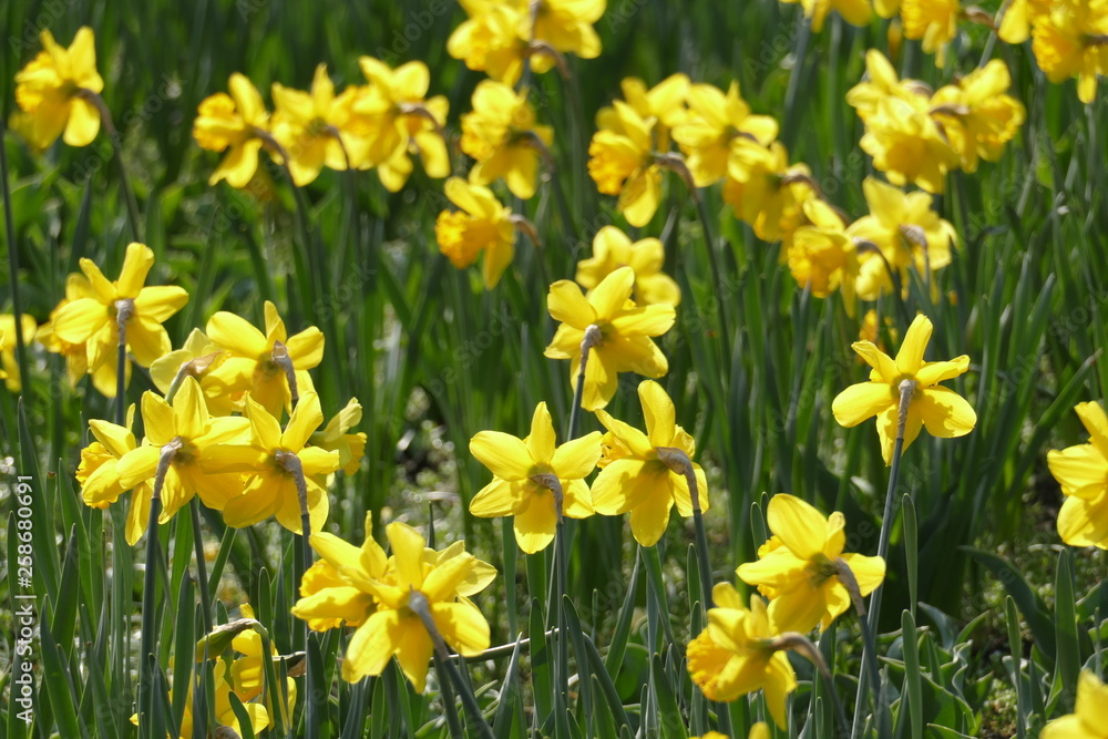 Gelbe Narzissen, Narzissenblüte (Narcissus Pseudonarcissus) Gelbe Narzissen, Narzissenblüte (Narcissus Pseudonarcissus)