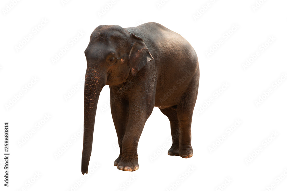 Fototapeta premium elephant isolated on white background - clipping paths.