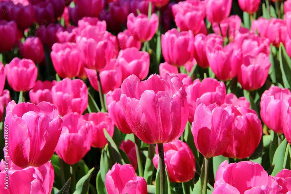 Bright spring tulips. Bright spring tulips.