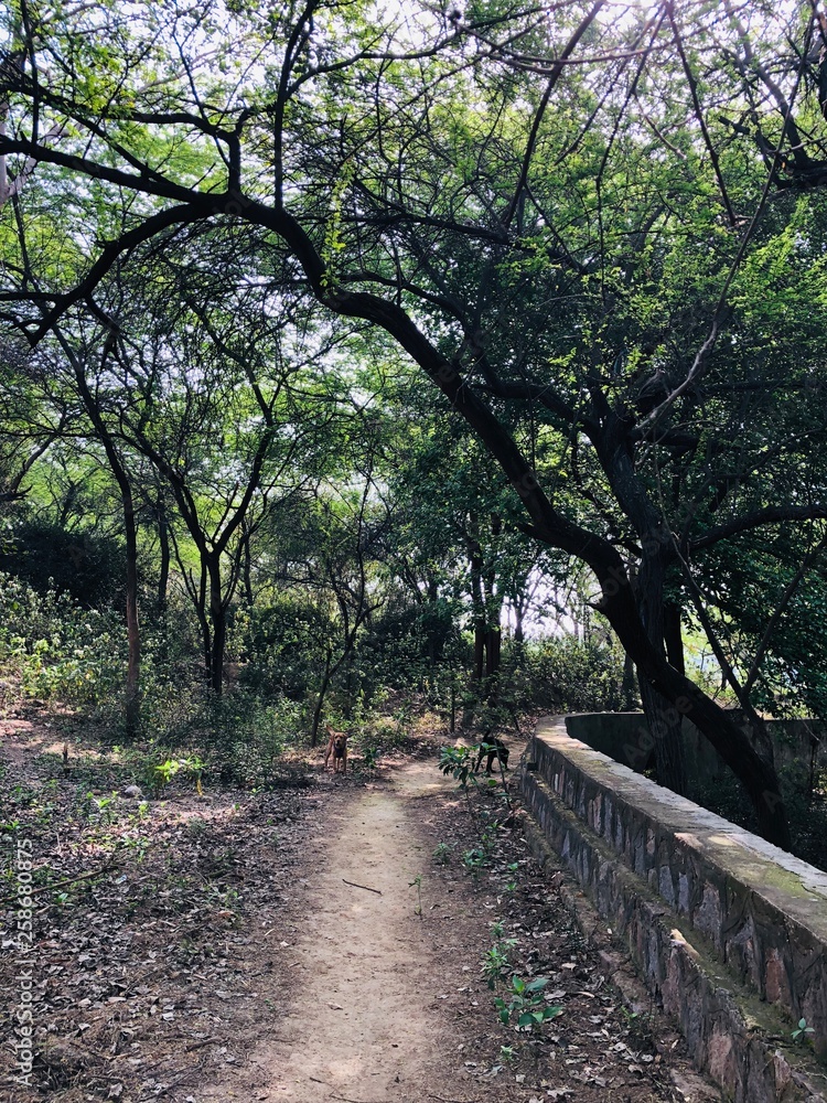 Fototapeta premium path in the forest