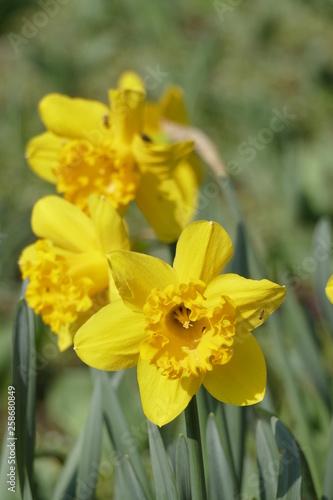 Gelbe Narzissen, Narzissenblüte  (Narcissus Pseudonarcissus)