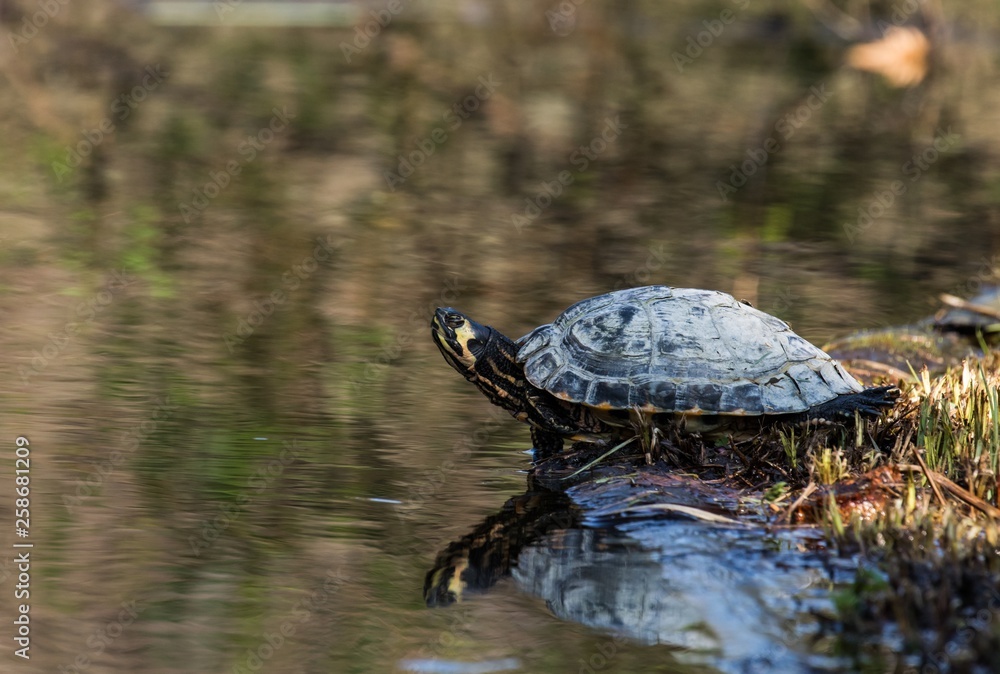 Obraz premium Schmuckschildkröte auf der Luiseninsel im Tiergarten in Berlin