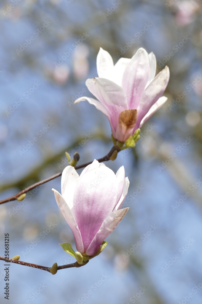 Rosa Magnolienblüten auf Baumzweigen ,Deutschland Rosa Magnolienblüten auf Baumzweigen ,Deutschland