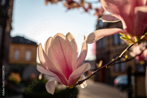 Fototapeta Naklejka Na Ścianę i Meble -  magnolia bloosom