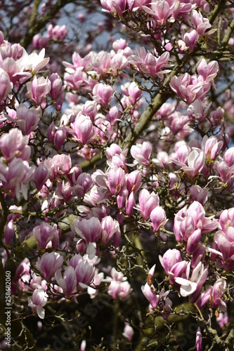 Magnolienblüten (Magnolia)