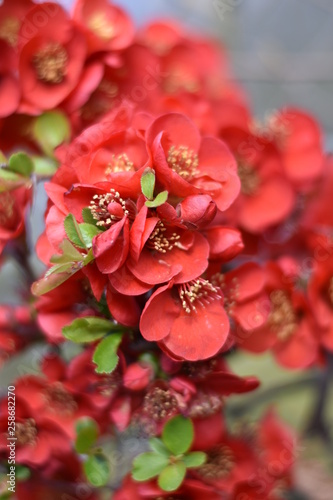 Japanische Zierquitte (Chaenomeles japonica) photo