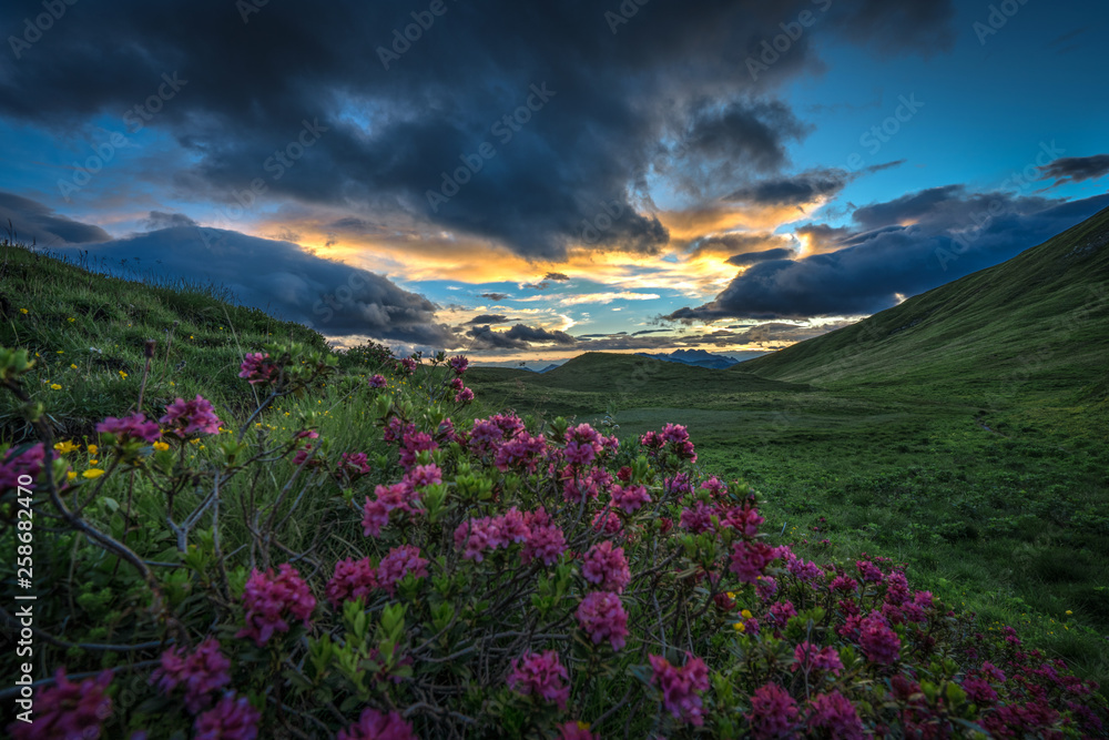 Fototapeta premium Sunset at Passo Rolle, Trentino Alto Adige, Italy