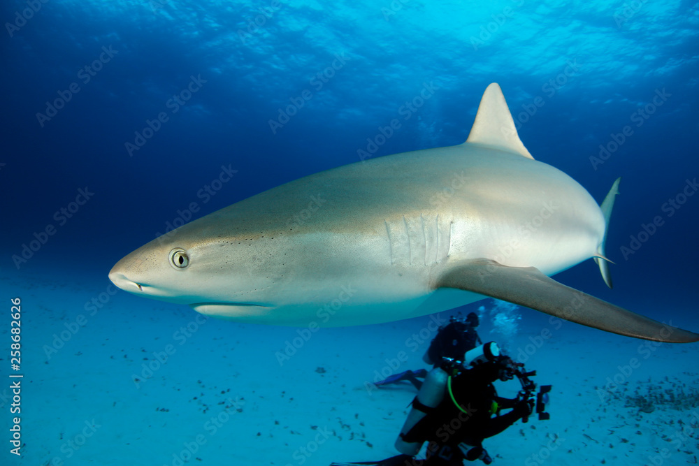 Fototapeta premium Caribbean Reef Shark (Carcharhinus perezi) Close-up. Tiger Beach, Bahamas