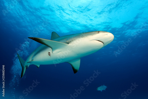 Caribbean Reef Shark (Carcharhinus perezi) from Below, against Surface. Tiger Beach, Bahamas © Daniel Lamborn