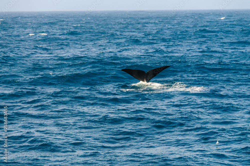 Fototapeta premium Tail fin of a diving southern right whale.