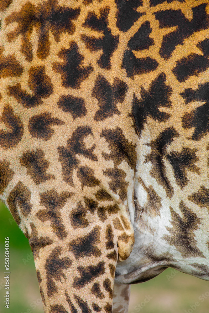 Close-up of skin of a Masai giraffe Close-up of skin of a Masai giraffe