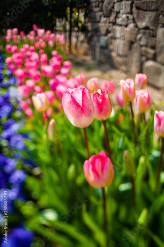 チューリップが満開の花壇 © sigmaphoto