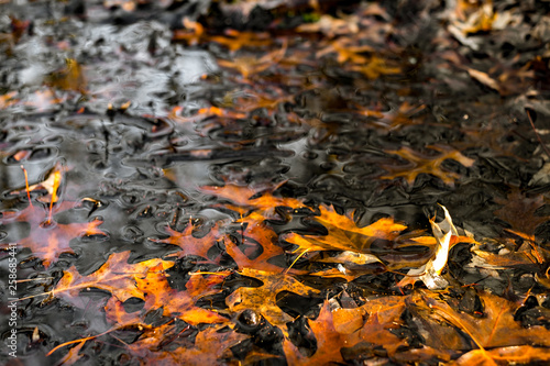 dry leaves floating on the surface of the water © Roberto Sorin