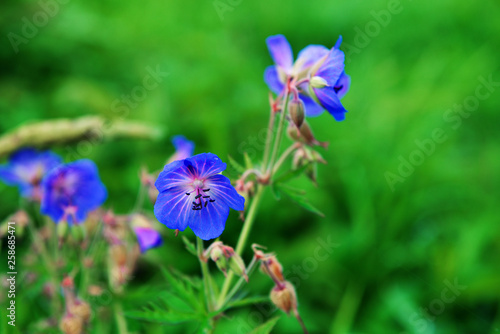 blue flowers on green background