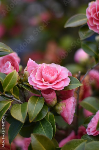 Garten-Kamelie - rosa Blüte