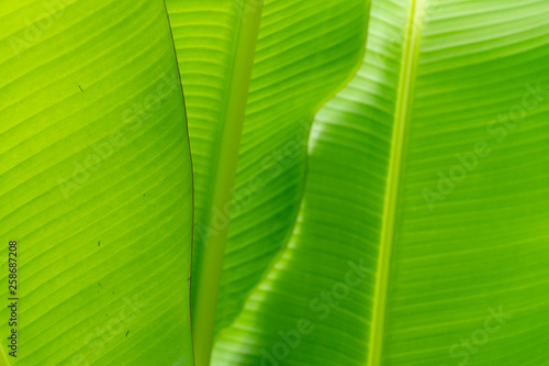 Background image of bright green banana leaves.