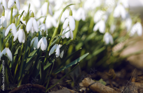 Fresh only grown pure bright white snowdrops, marking the arrival of spring