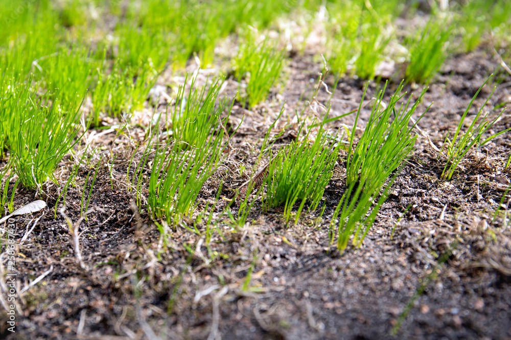 First spring sprouts, green grass, new life First spring sprouts, green grass, new life
