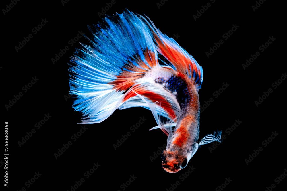 Betta fish Fight in the aquarium Betta fish Fight in the aquarium
