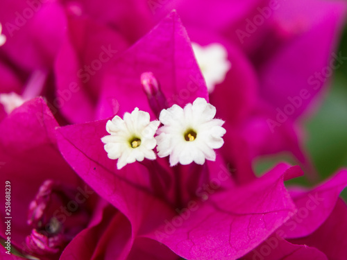Bougainvillea flowers close up view