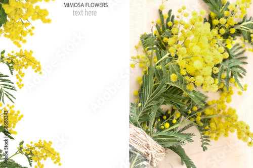 Creative layout made of Yellow Mimosa flowers (Acacia)  with space for text.Top view.