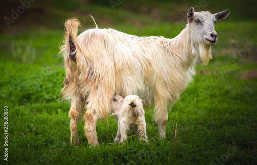 Adorable white baby billy goat feeds from mother goat on the meadow