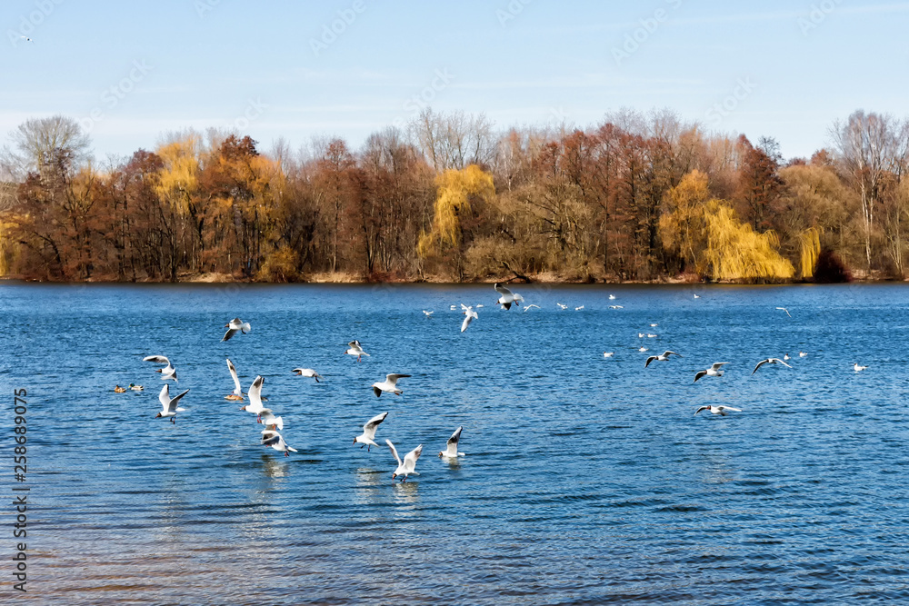  flock of seagull birds on a city lake on a spring day
