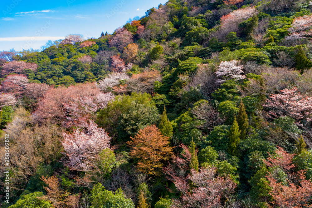里山に咲き始めた山桜が美し彩を添えていた。