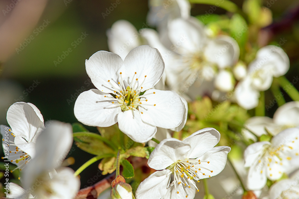 Obraz premium Cherry flowers frame