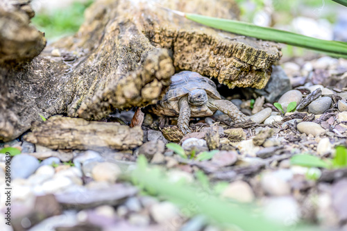 Turtle Testudo Marginata european landturtle closeup wildlife