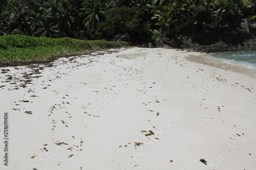 North island seychelles beach Indian Ocean palms photo