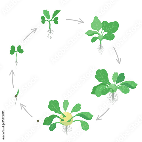 Round crop stages of Kohlrabi cabbage turnip. Circular growing Kohlrabi plant. Harvest growth vegetable. Brassica oleracea. Vector flat Illustration.