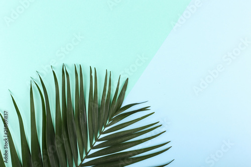 Palm leaves on colored paper. Summer mood, tropical background, blank.