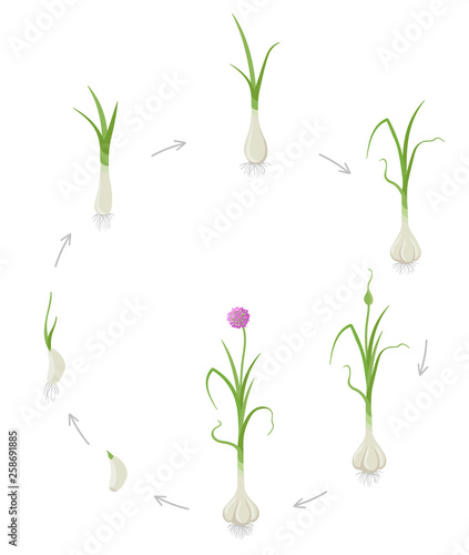 Round crop stages of Garlic. Growing Garlic plant. Harvest growth vegetable. Allium sativum. Vector flat Illustration.