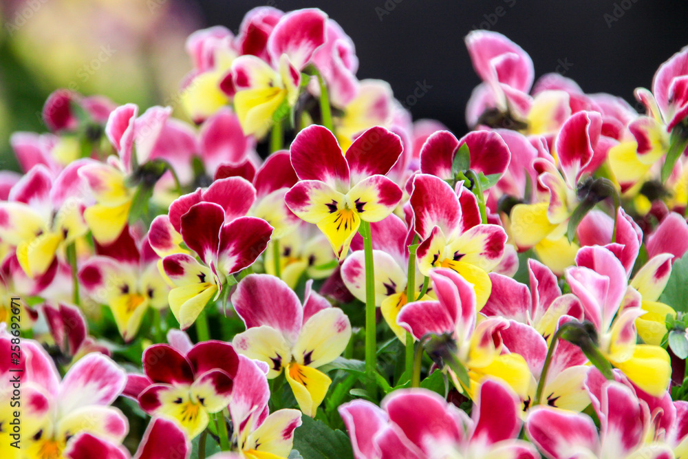 Fototapeta premium ビオラ