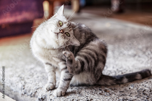 Slika na platnu American shorthair cat is scratching,A beautiful American cat, Cats are scratching ticks