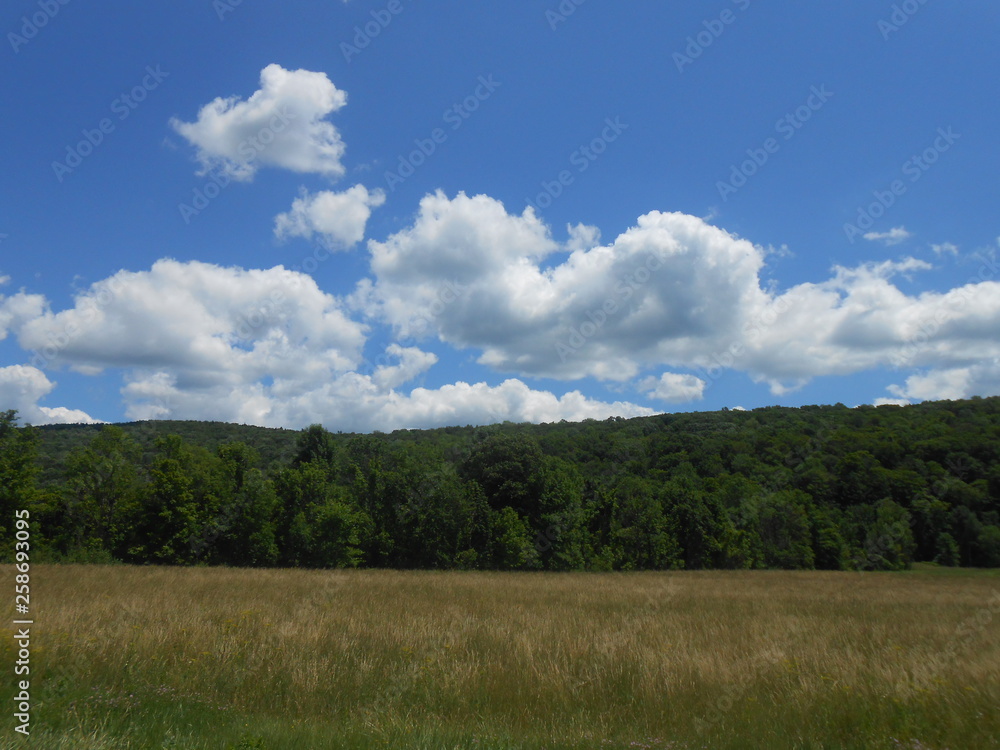 Field View