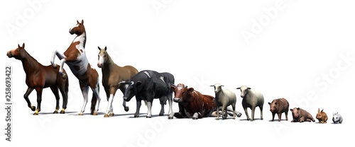 Farm Animals with shadow on the floor - isolated on white background
