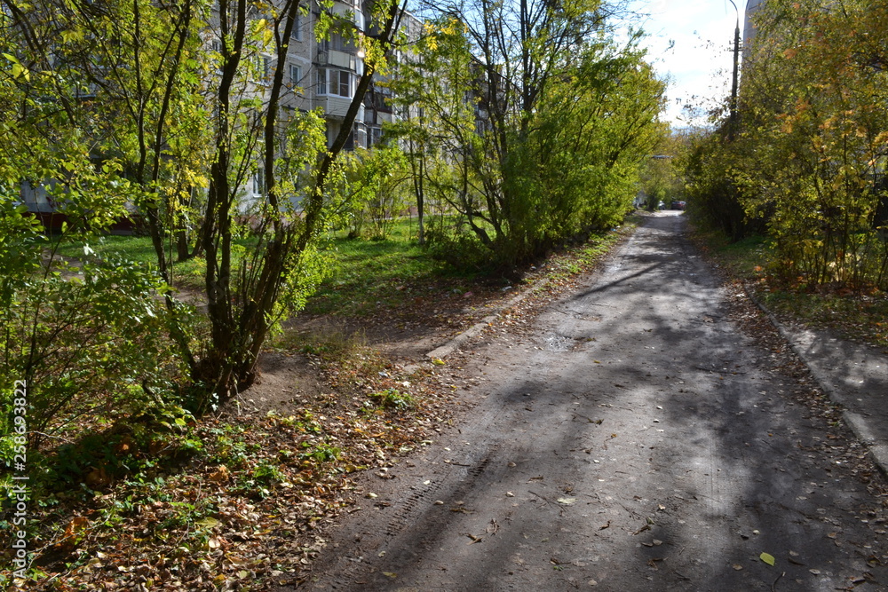 Obraz premium road in the forest