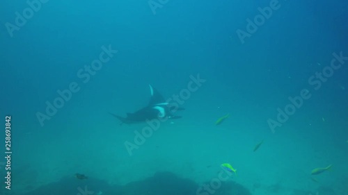 Wallpaper Mural Oceanic Manta Ray  Torontodigital.ca