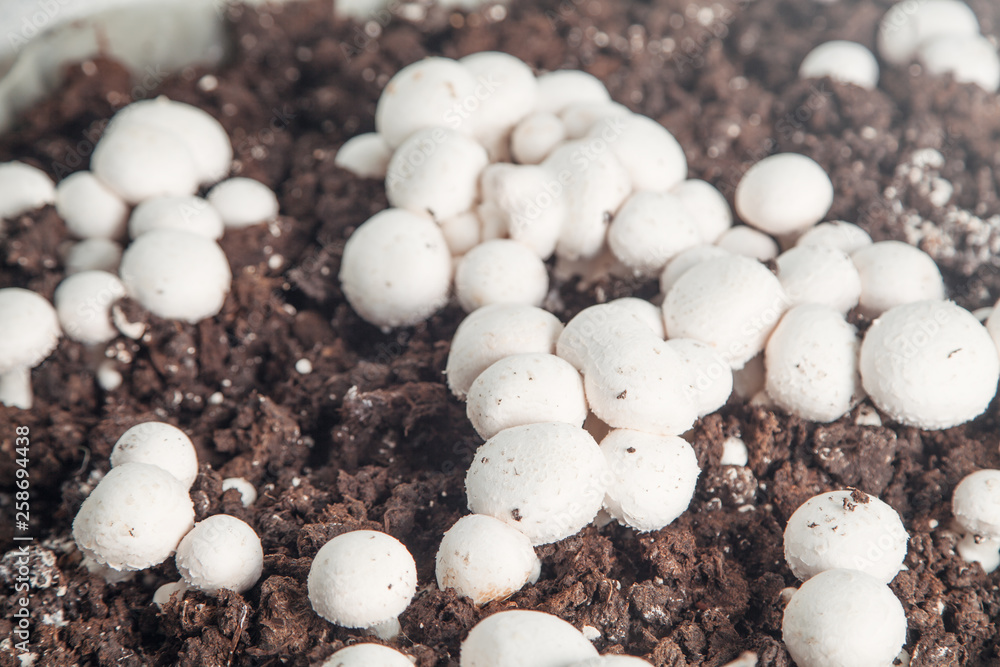 Delicious food. Mushrooms champignons in farm. Delicious food. Mushrooms champignons in farm.