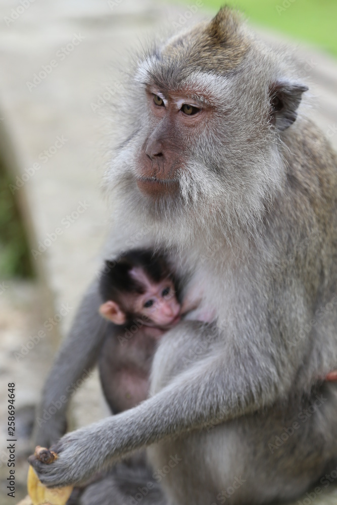 Monkey with the baby