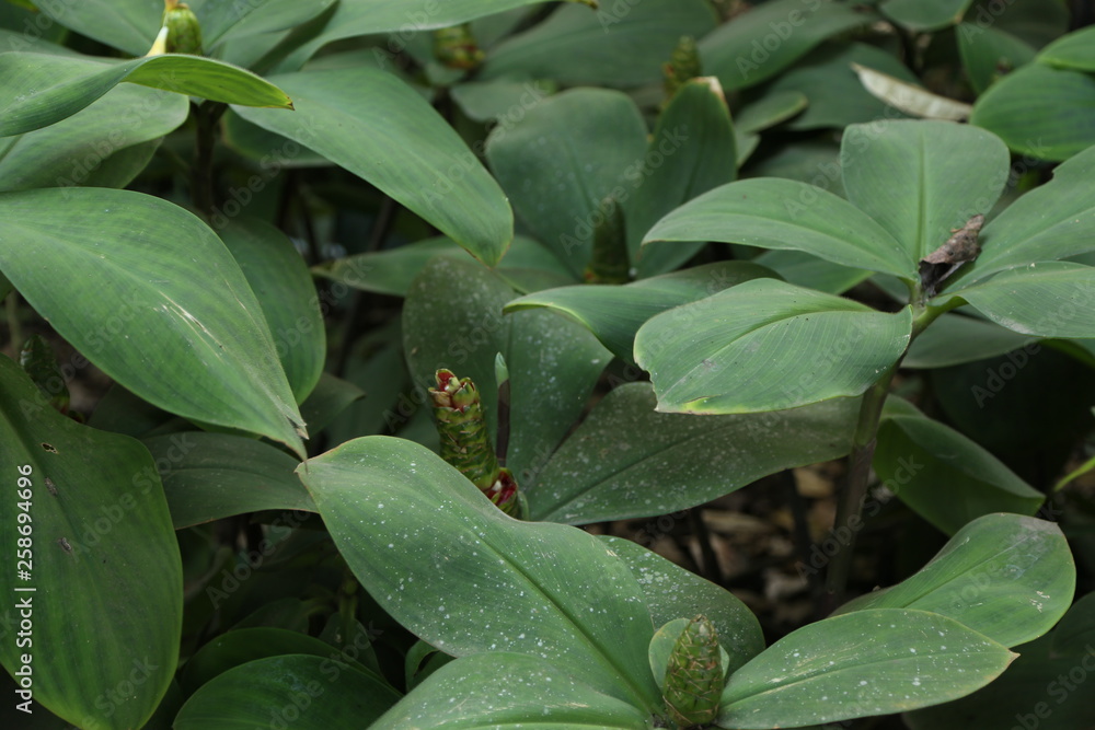 Green leaves Green leaves