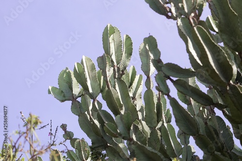 Branches of a Euphorbia ampiphylla photo