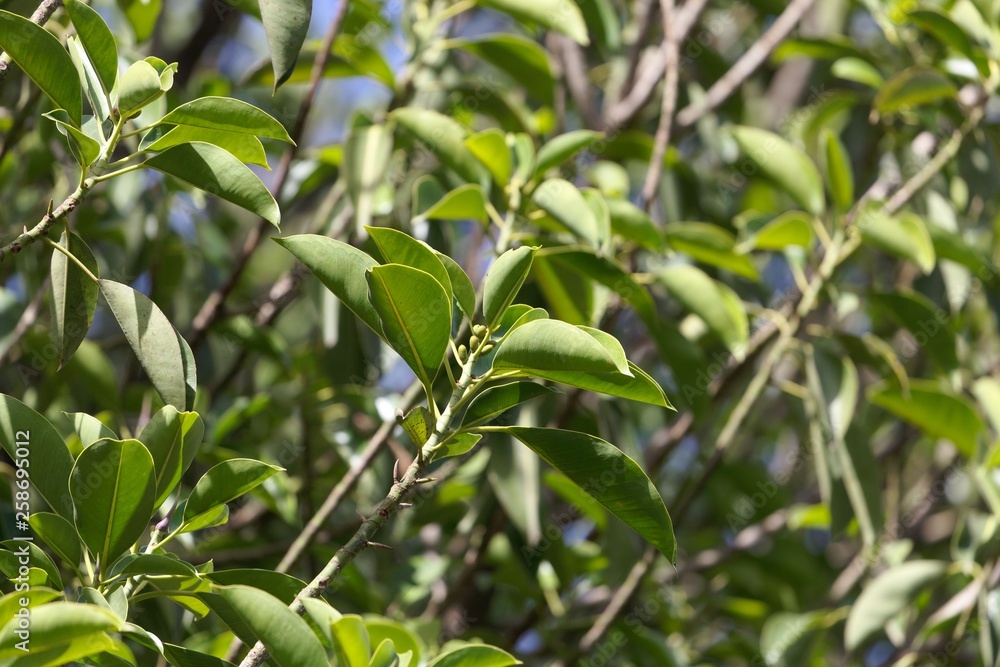 Fototapeta premium Leaves of a rubber fig, Ficus elastica.