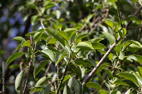 Leaves of a rubber fig, Ficus elastica. photo