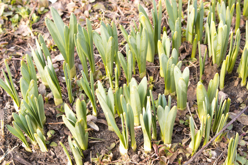 Canvastavla The first green shoots make their way through the ground