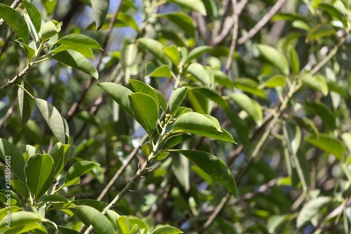 Leaves of a rubber fig, Ficus elastica.