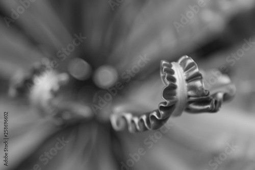 abstract leaf in black and white
